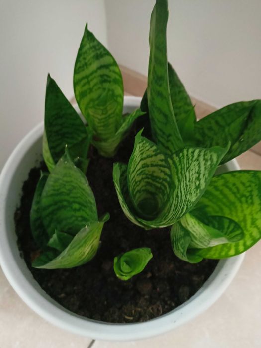 Sansewieria gwinejska 'Green Hahnii' Sansevieria trifasciata