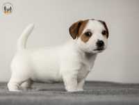 Jack Russell Terrier ZKwP FCI