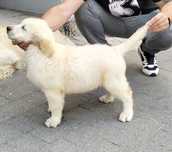 Szczeniak goldenretriver piękne chlopaki