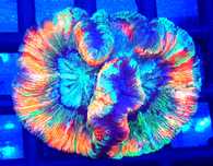 Trachyphyllia geoffroyi ultra premium nr 2. Koralowiec LPS . Akwarium