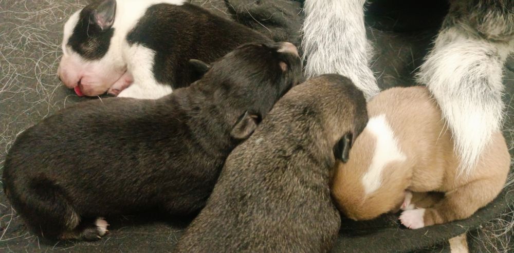 Szczeniaki wyżeł niemiecki z dogiem niemieckim