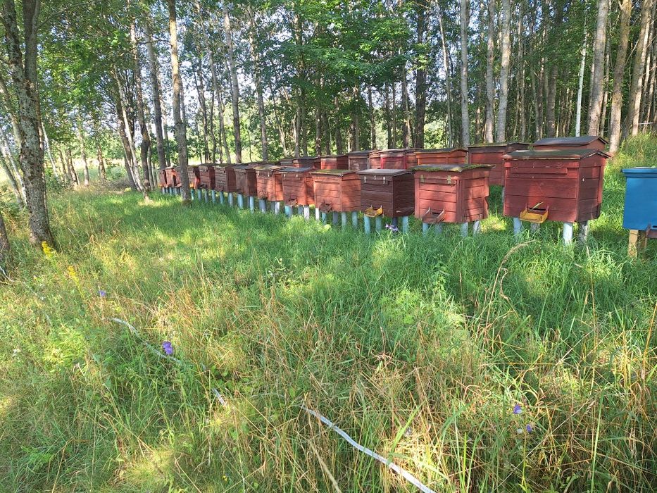 Miód spadziowy lisciasty