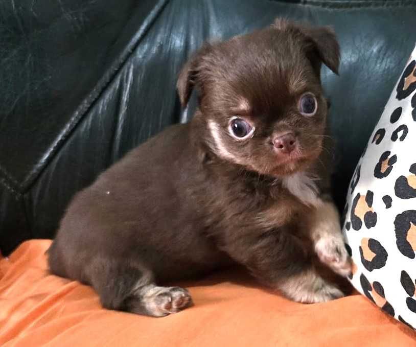 Chihuahua Fêmea, Cor chocolate afogueado. Pêlo comprido.