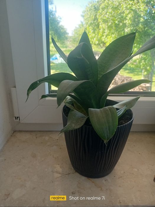 Sansewieria niska