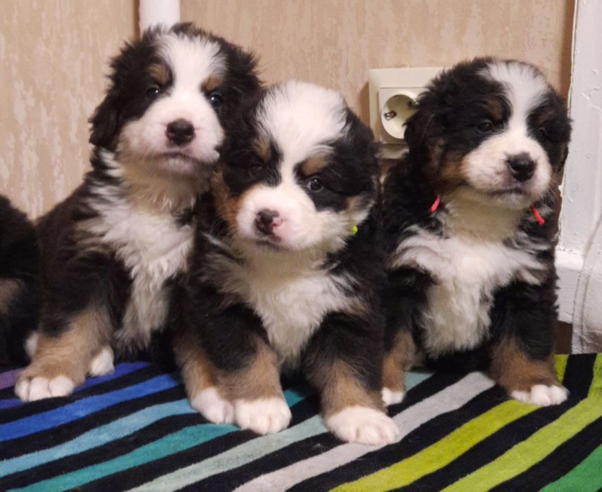 Продаётся девочка бернского зенненхунда