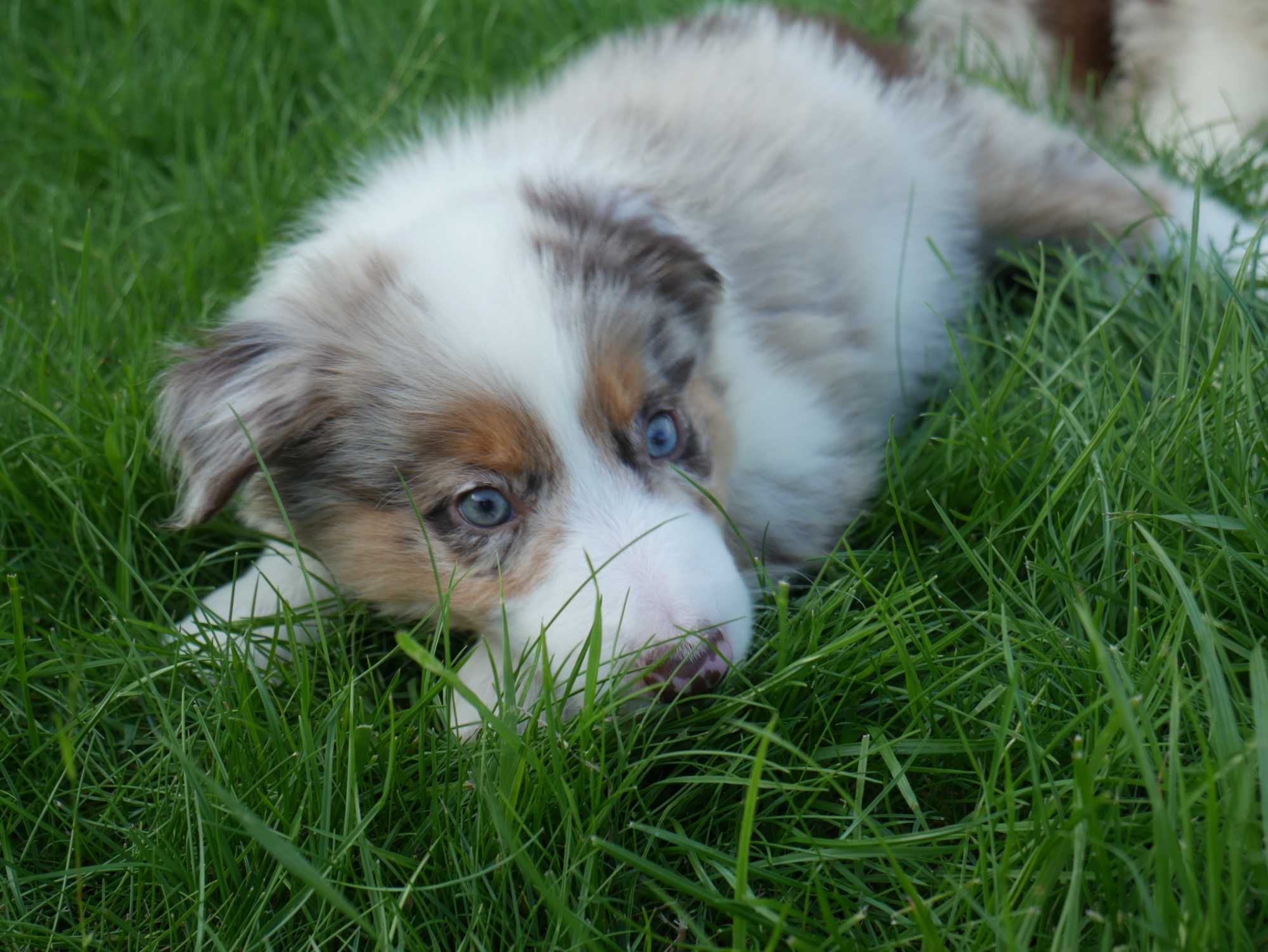 Border collie - Red Merle Tri Color