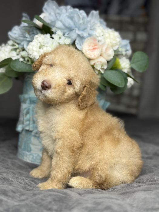 Мальчишка мальтипу