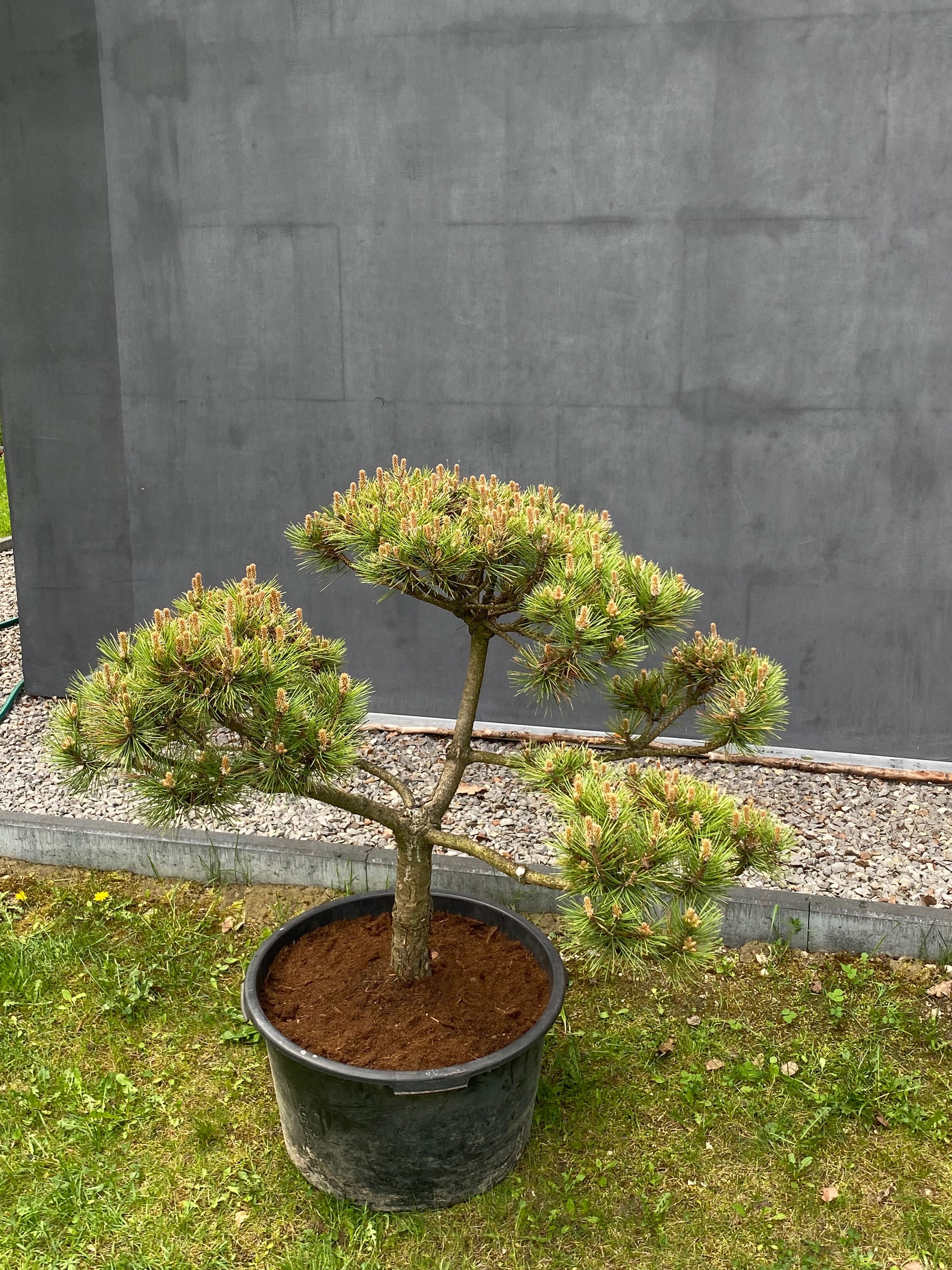 Sosna górska kosodrzewina Bonsai Pinus Mugo