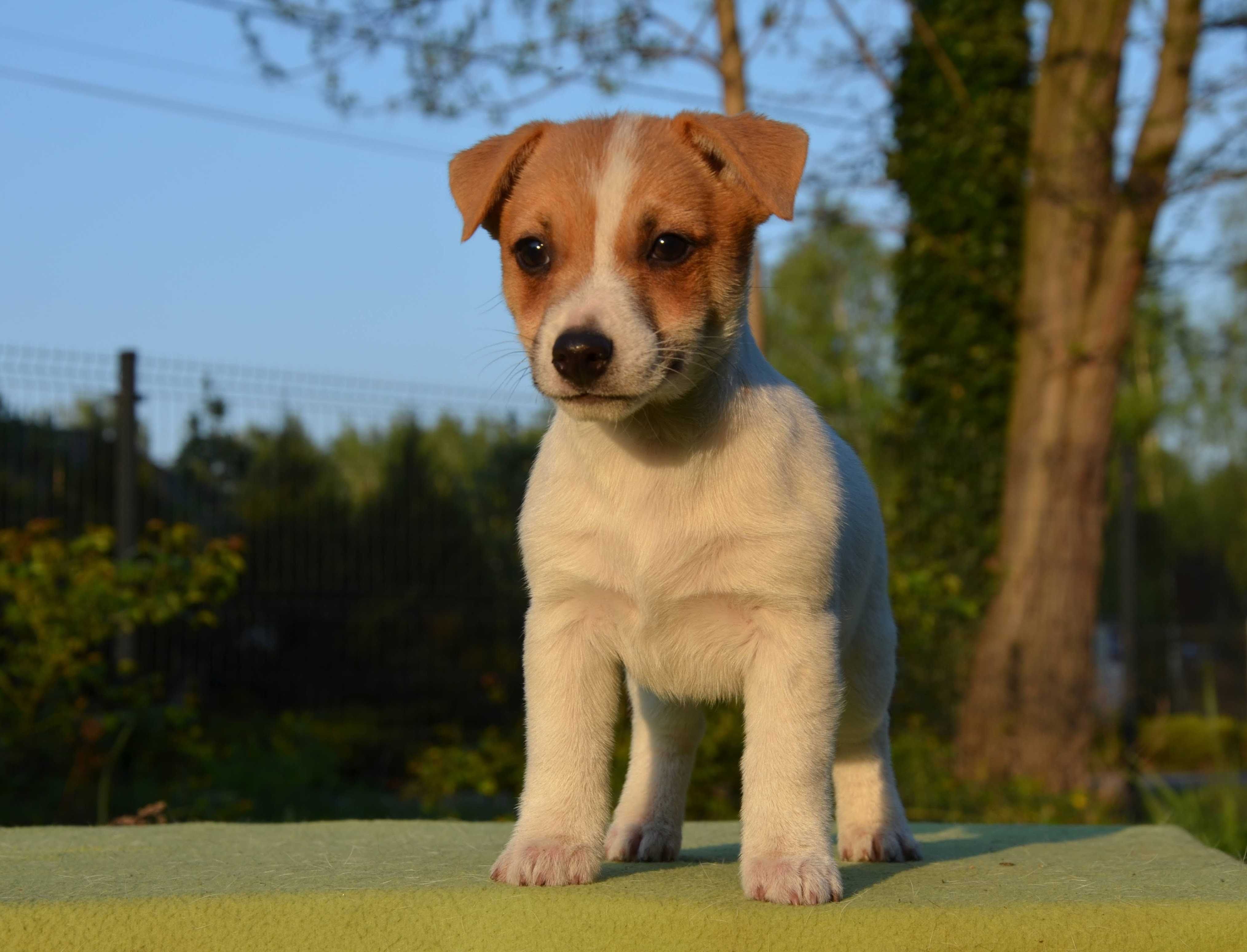 JACK RUSSELL TERRIER gładkowłosa suczka ZKwP/FCI do odbioru