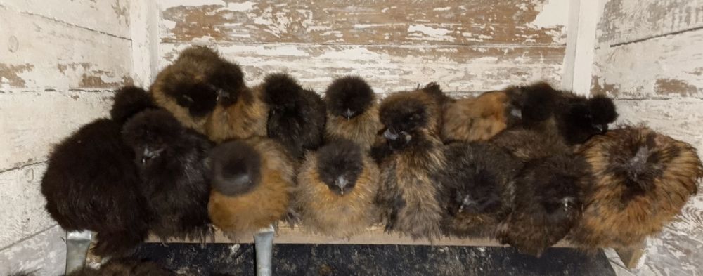 Silki kury koguty ozdobne