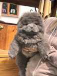 Chow Chow sunia blue do odbioru!