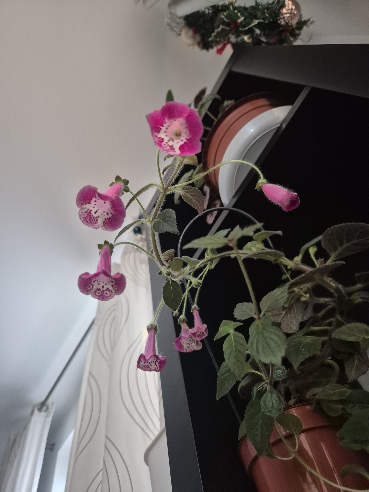 Kohleria NI'S Marta