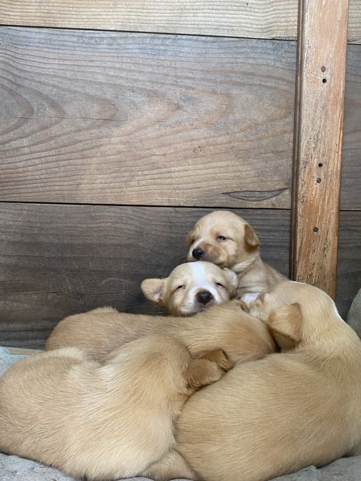 6 Cachorros para adoção