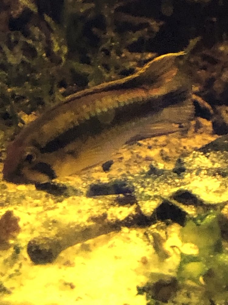 apistogramma abacaxis pielęgniczki