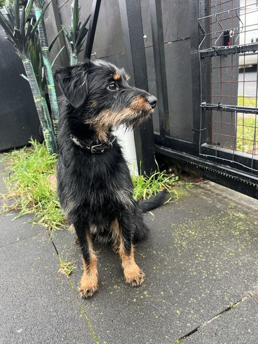 Maja i Gucio do adopcji