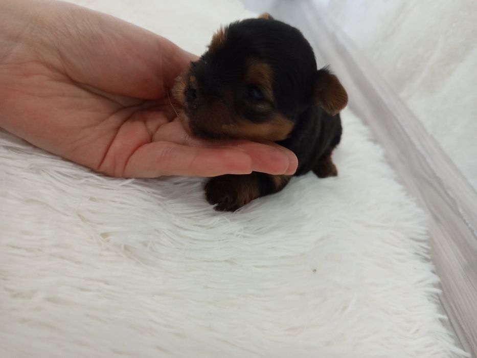 Piękna Abi Yorkshire terrier