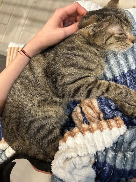 Lucek piękny bury kot poleca sie do adopcji