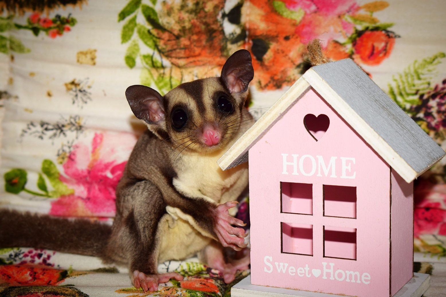 Lotopałanka, lotopałanki, sugar glider