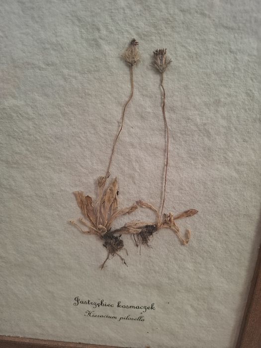 Suszone zioła, kwiaty w ramce.Obraz, dekoracja. Jastrzebiec Kosmaczek