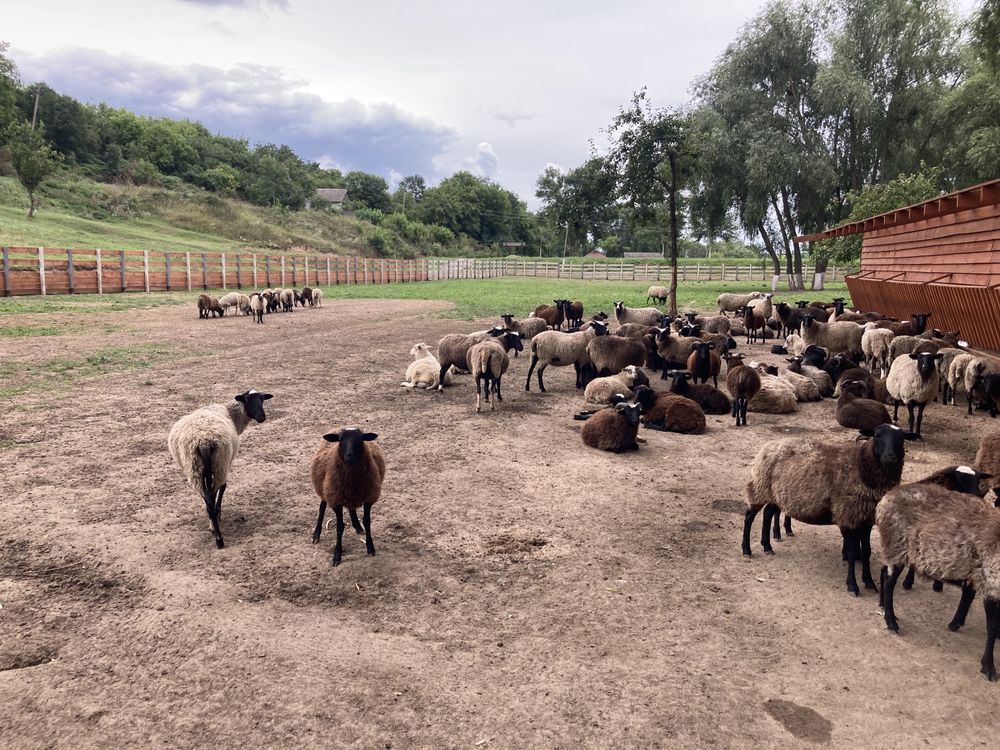Продаж отари Романівських овець
