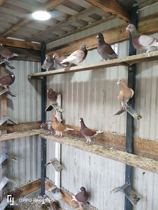 Gołębie ozdobne rzeszowskie wystawowe młode