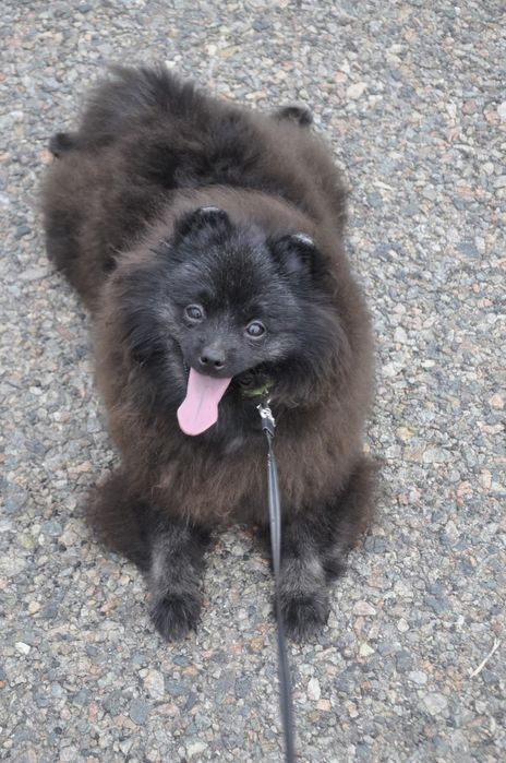 Шпиц девочка кляйн