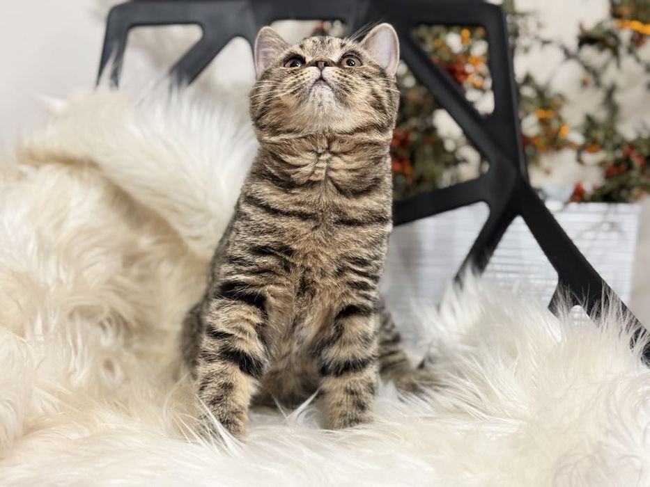 Kocięta Szkockie. Kocurek Tygrysi.  Rodowód