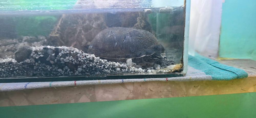 Przyjazny żółw wodny