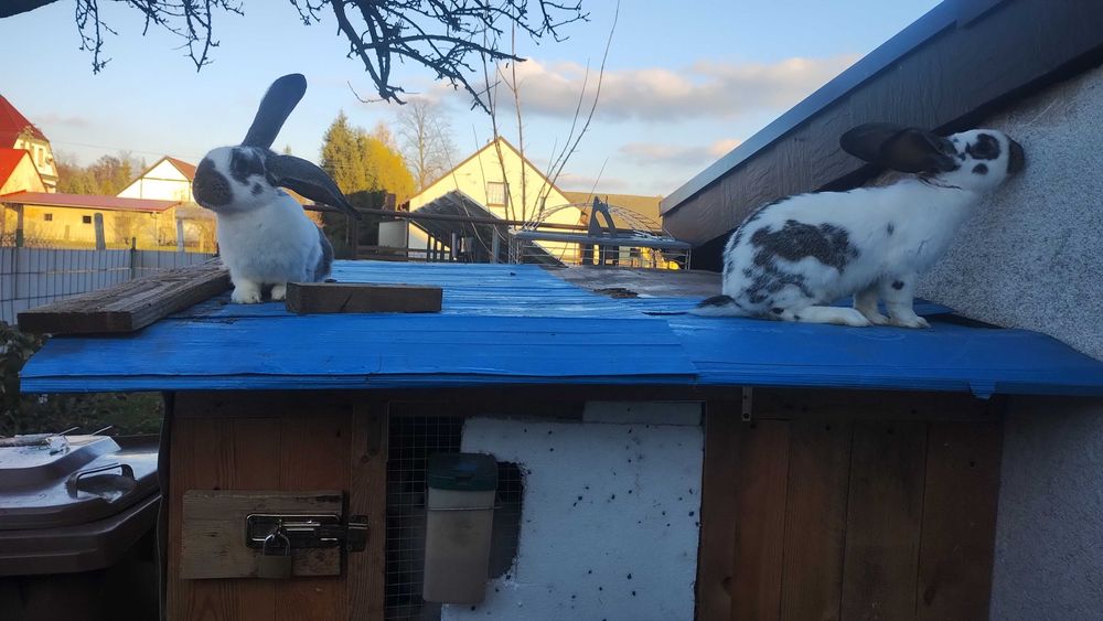 Króliki belgi młode