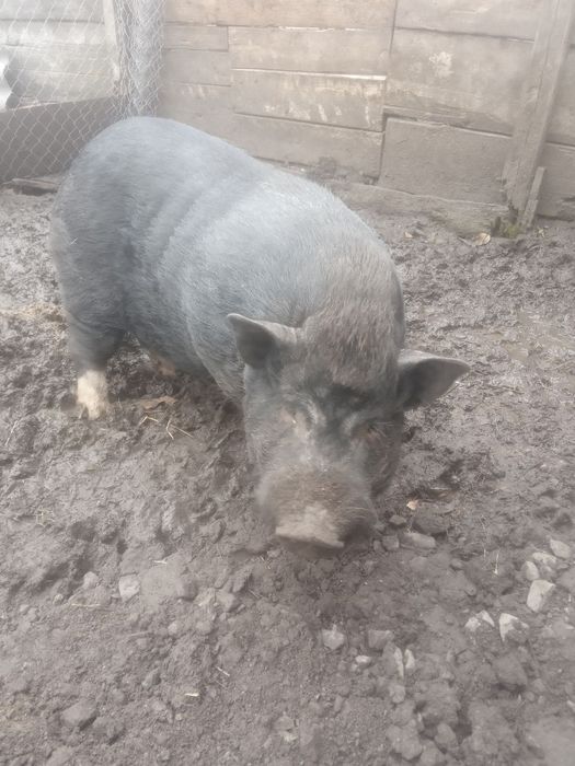 Вьетнамская свинья