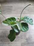 hoya cao dang vietnam
hoya villosa cao dang