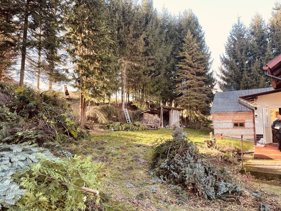 Oddam Gałęzie jodła/ świerk tuja