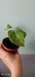 Epipremnum Marble Queen
