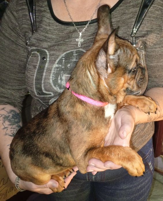 Французькі бульдожки