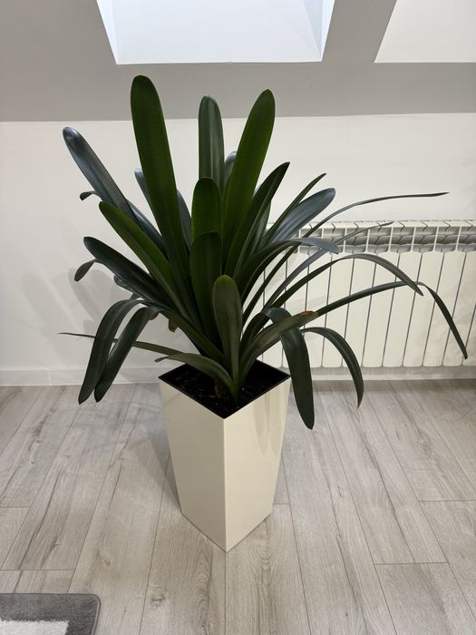 Kwiat z donicą domowy II