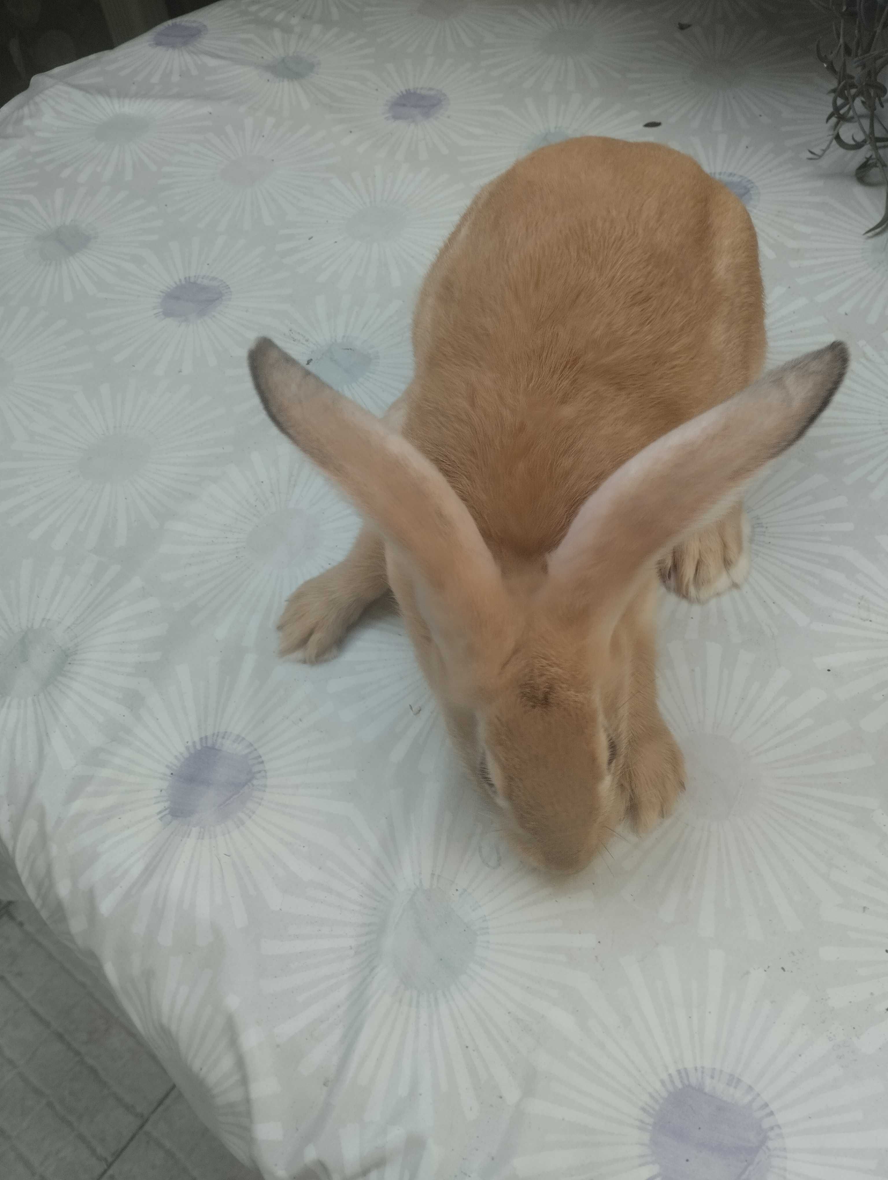 Coelhos boa raça