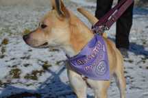 Solana - wspaniała, wrażliwa księżniczka do adopcji.