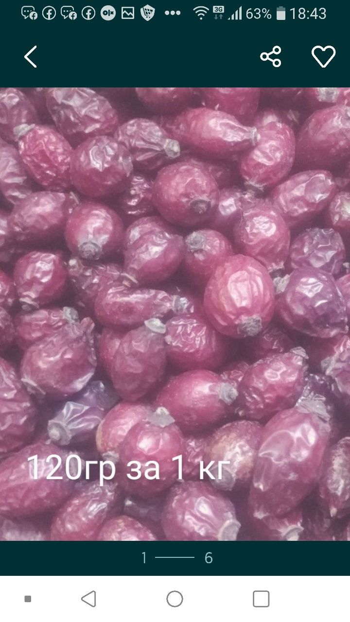 Шиповник или шипшина 2024