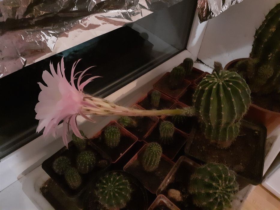 Кактусы цветущие