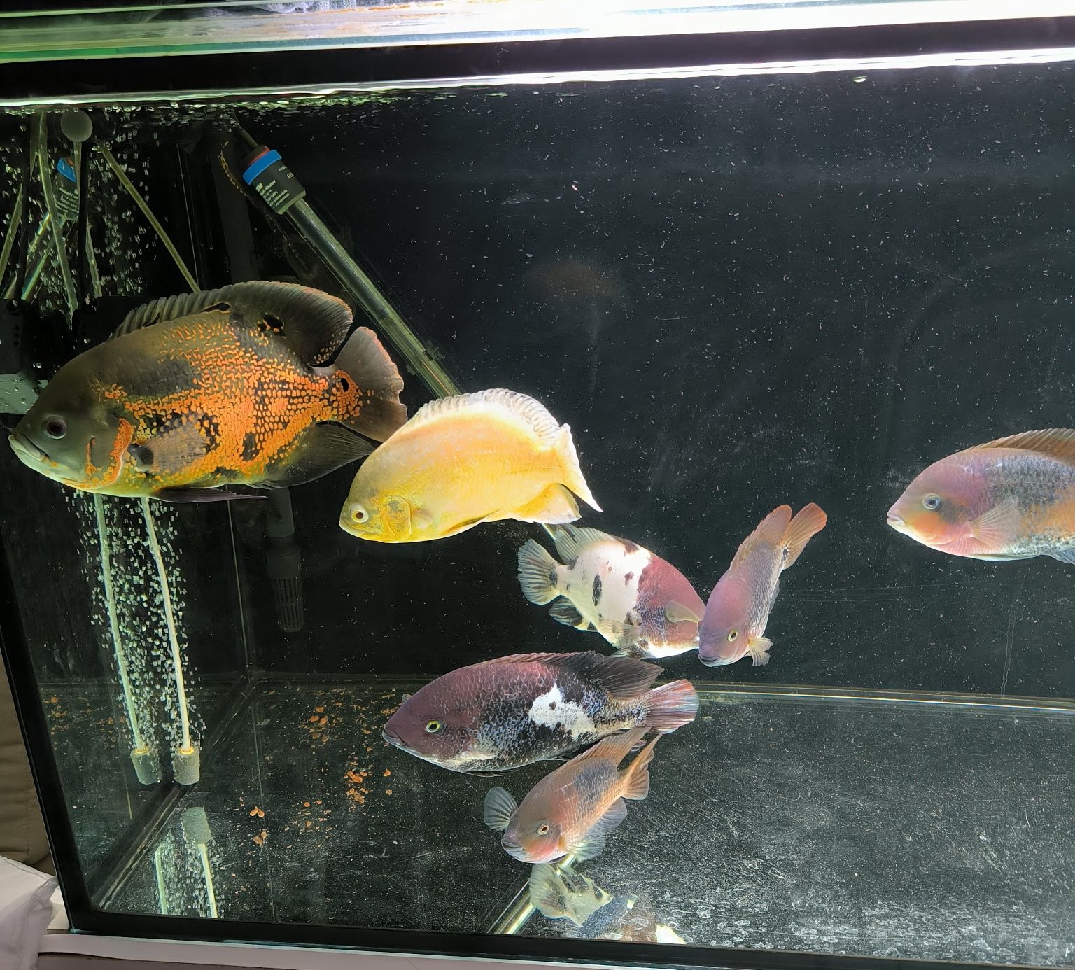 2 peixes Oscar 5 vieja