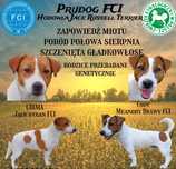 Jack Russell Terrier FCI / ZKwP zapowiedź miotu sierpień (szczeniak)