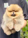 !!! Miś pomeranian mini