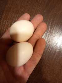 Jaja lęgowe karzełek nakrapiany