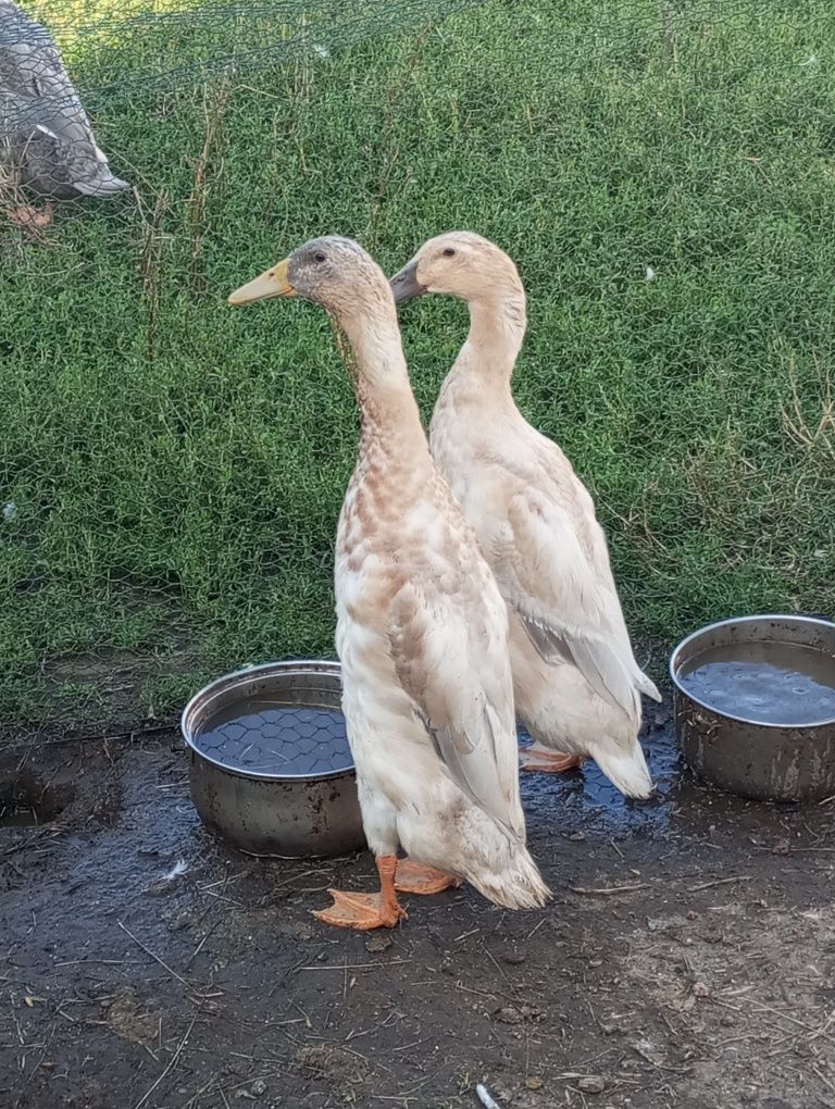 Kaczory biegusy młode gąski pomorskie call duck