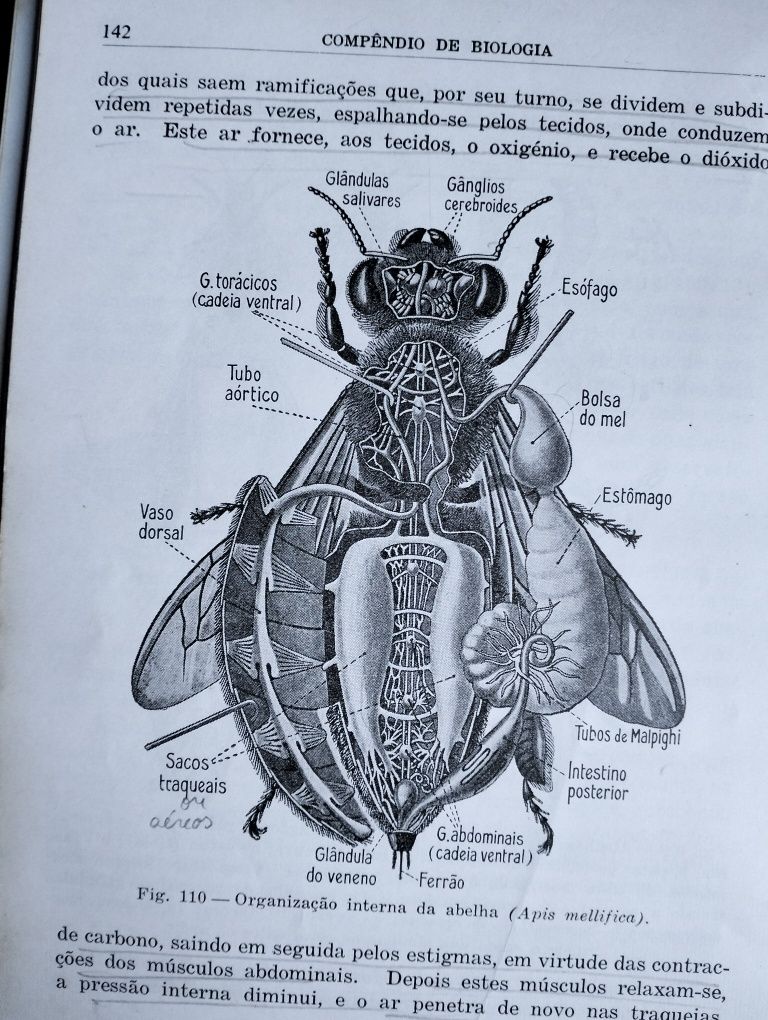 Antigo Compêndio de Biologia