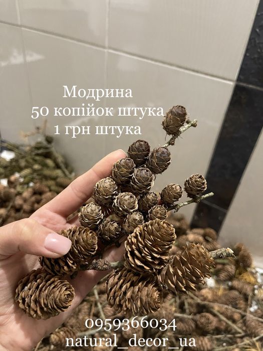 Для декора декору природній матеріал для поделок шишки жолуди рокитник