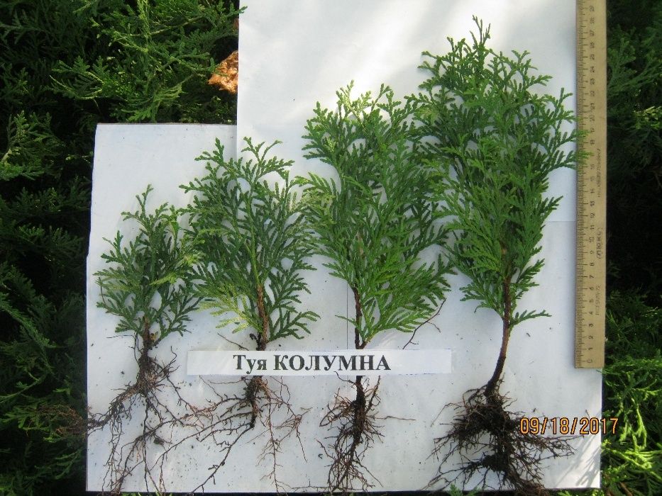 Туіі: одно- і двохрічна розсада.