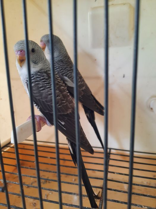 Piriquitos asas negras