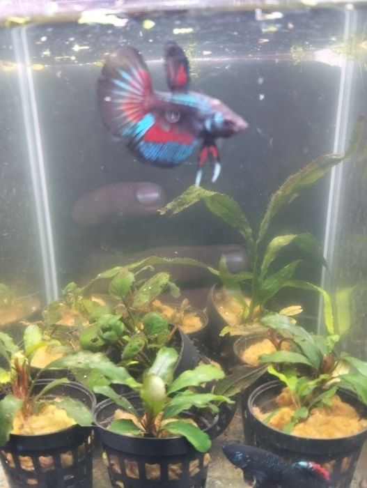 Bettas  Macho – Várias Cores e Padrões