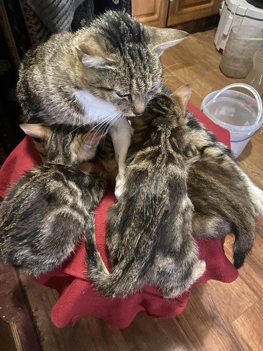 Продам трьох двомісячних породистих котинят